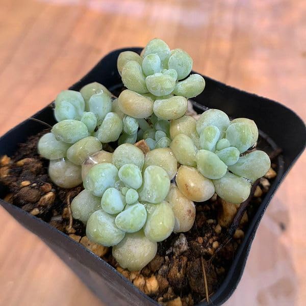 Amazon.co.jp: 農園直売 多肉植物 寄せ植え エケベリア ロココ（群